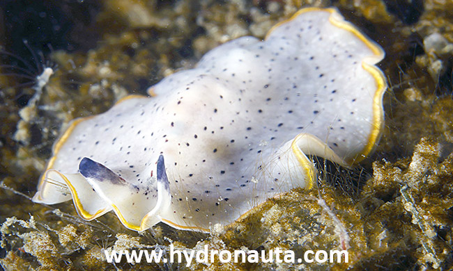 Prostheceraeus moseleyi